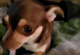 Teacup Chihuahua for rehoming