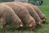 Tunis Ram Lambs Sheep