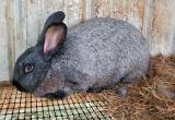 Young Silver Fox mix doe rabbit