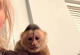 Capuchin Monkey