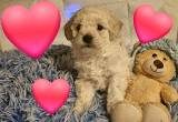 Cute and Cuddly Poochon Puppies