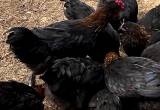 Black Copper Maran Roosters