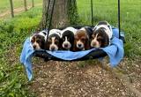 Basset Hound Puppies