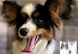 AKC Papillon