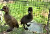 ducklings for sale baby duck