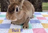 Mini Plush Lop Mix- 3 bucks