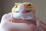 Leopard gecko