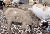 Nigerian Dwarf Goat Buckling Wattles