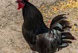 New Jersey Giant Rooster