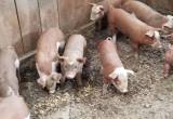 Weaned Pigs