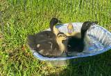 4 Ducklings $20 for All