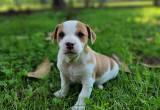 CKC Jack Russell puppy