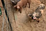 feeder pigs