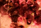 New Hatching Of Baby Chicks