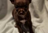 very tiny chocolate Chihuahua girl