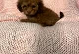 Toy ShihPoo Puppy
