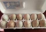 fresh unwashed chicken eggs