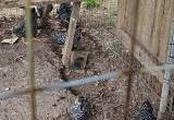 Barred rock rooster chicks