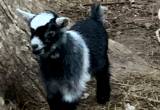 Baby Boy Goat