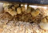 1 Week Old Bresse Chicks
