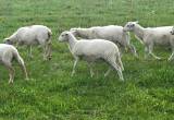 Katahdin St. Croix Ram Lambs and Wether