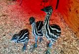 Emu chicks & adults