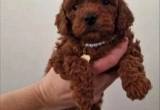 Red toy poodle