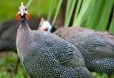 Wanted: French Pearl Guinea Fowl Eggs