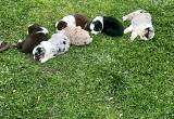 Minature Aussie Pups