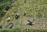 Outside Ready Young Chickens