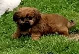 King Charles Cavalier/ Poodle Puppies
