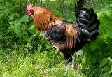 EE/ Australorp Rooster