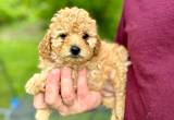 AKC Miniature Poodle puppies