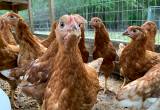 Red Star Pullets