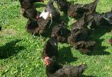 Black Austrolop Hens