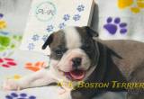 AKC Boston Terrier puppies