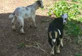 mini goats