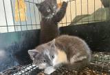 Kittens - Barn Cats - Mousers