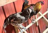 laying hens and roosters