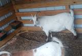 two wether goats