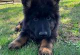 male GSD puppies