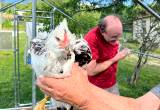 FREE Hatched @ Home sweet EE ROOSTER