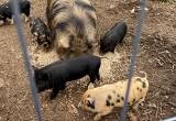 Kune Kune piglets