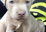 Pitbull Puppies need homes