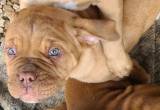 pure breed French mastiff puppies