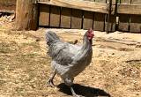 Lavender Orpington Rooster