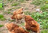 3 Isa Brown laying hens