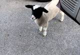 Herbie the lamb. Lost or found Help!