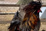 Polish rooster 🐓🐓 very nice🤠
