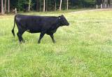 Angus commercial heifers